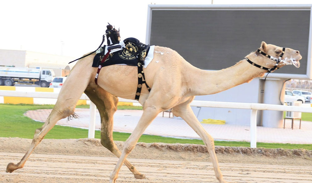 قطر: تفاصيل المنافسات القوية للثنايا في السباق المحلي الخامس للهجن