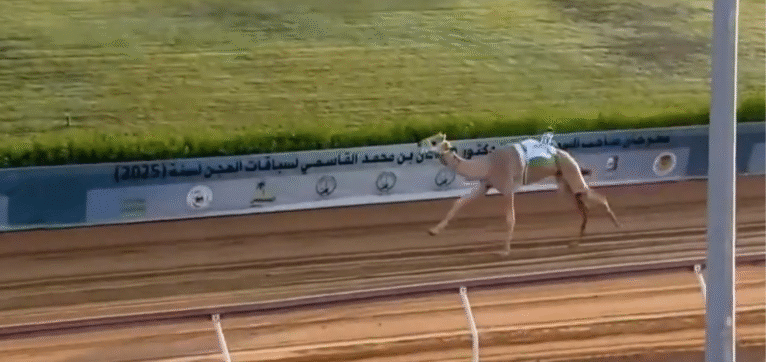 مهرجان حاكم الشارقة للهجن يواصل تألقه في ميدان الذيد.. “لباء” تحصد أسرع توقيت في منافسات اللقايا