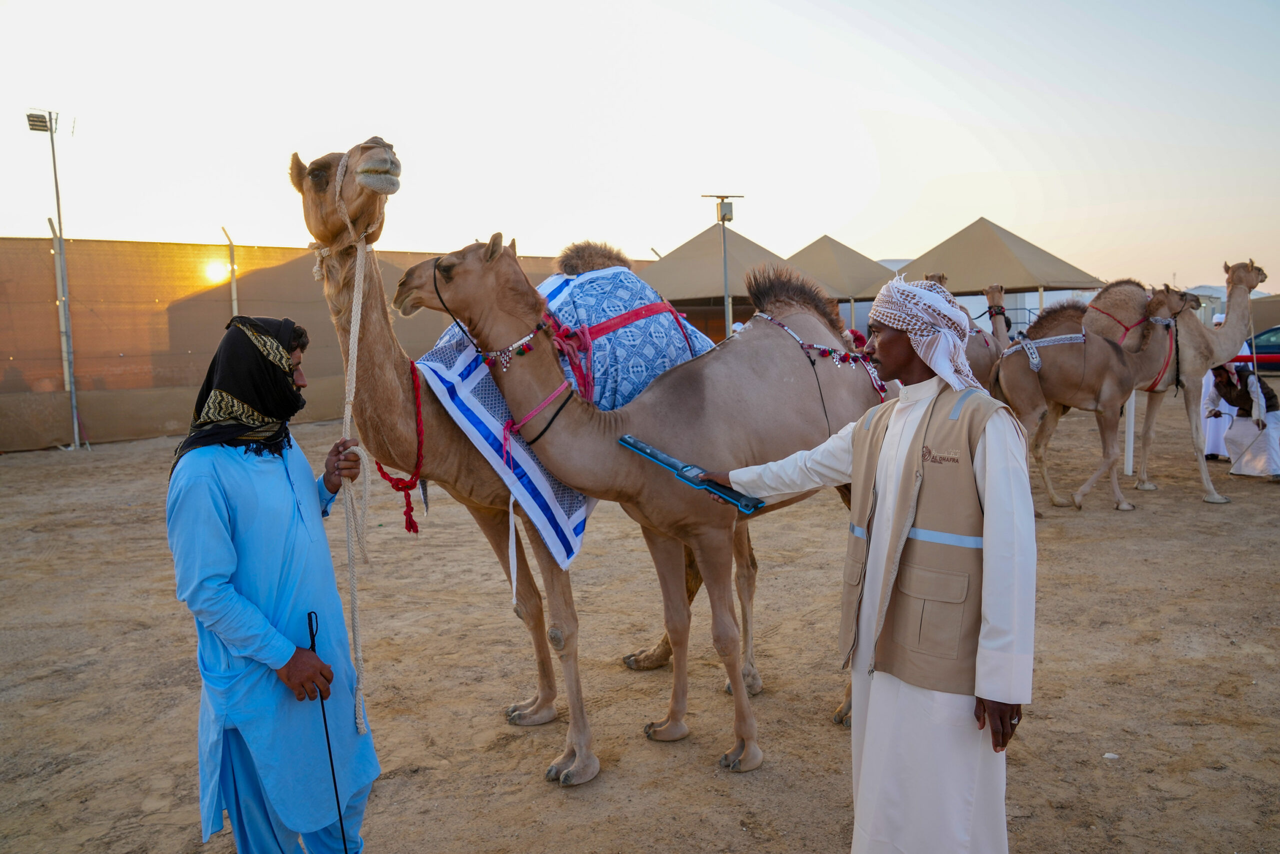انطلاق منافسات مزاينة رزين ثاني محطات مهرجان الظفرة بدورته الـ 19