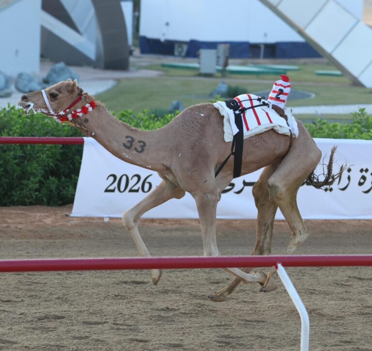 مهرجان جائزة زايد الكبرى لسباقات الهجن 2025 .. مستحيل وضرغام وهملول وملفت يخطفون رموز الإيذاع في صباح اليوم الرابع