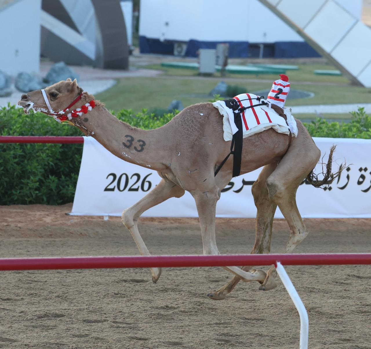 مهرجان جائزة زايد الكبرى لسباقات الهجن 2025 .. مستحيل وضرغام وهملول وملفت يخطفون رموز الإيذاع في صباح اليوم الرابع