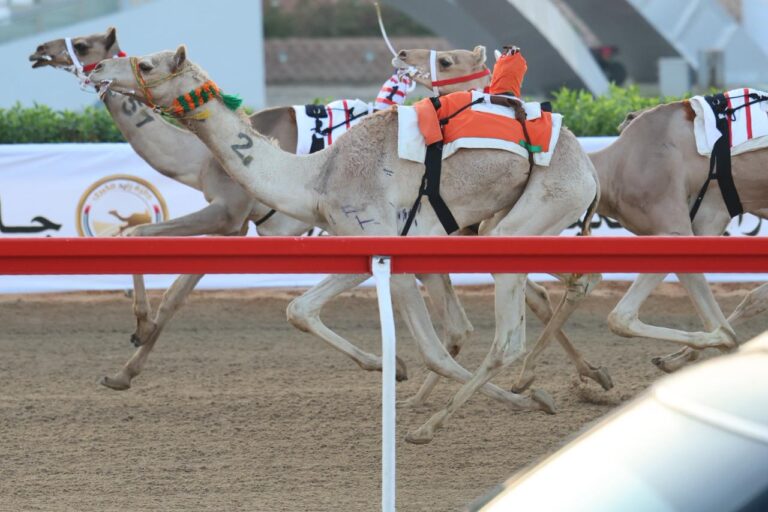عجيب وشاهين ونمران ونايف يخطفون رموز اللقايا  قعدان في صباح ثالث أيام جائزة زايد الكبرى 2025