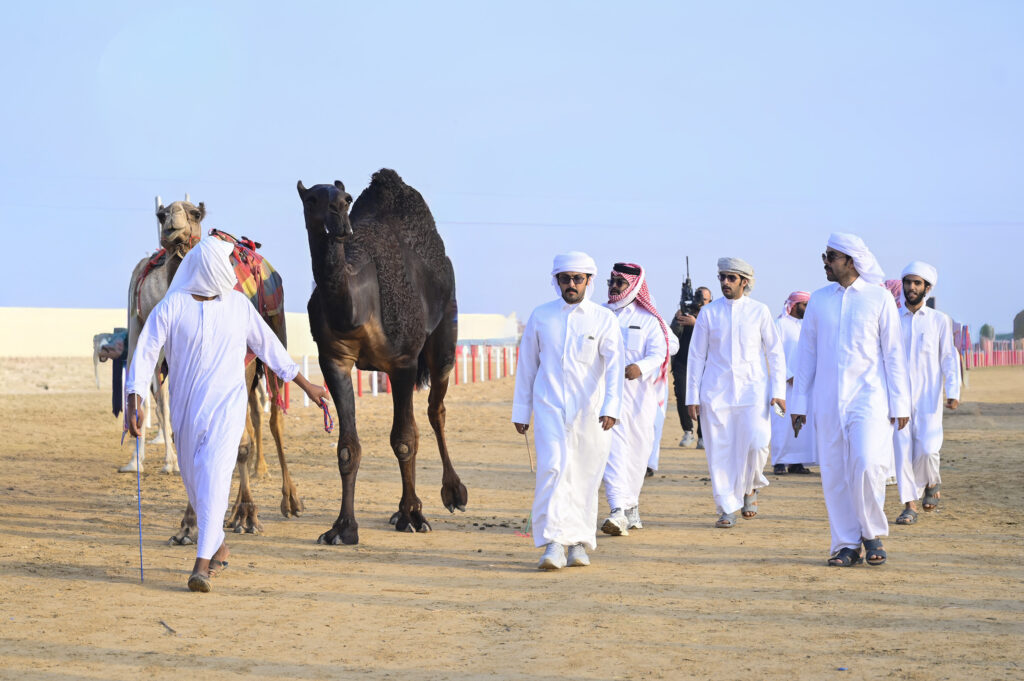 مزاينة رزين تجمع 347 مطية في يوم تألق اللقايا وتحتفي بالفائزين في الظفرة 19