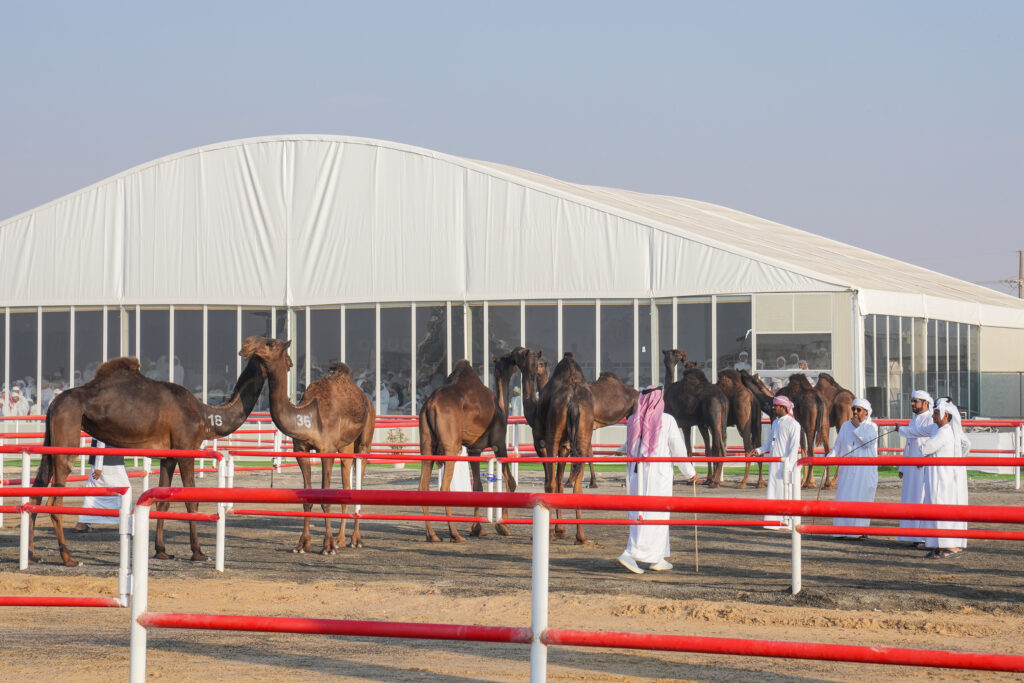 هيئة أبوظبي للتراث : «مزاينة رزين».. محطة مزاينات تتقدم سريعًا لتصبح وجهة خليجية لملاك الإبل وعشاق التراث