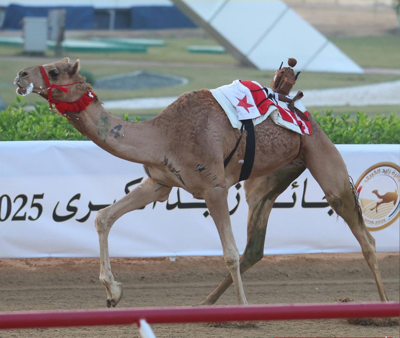 نتائج منافسات الثنايا لأبناء القبائل في الصباح السادس لجائزة زايد الكبرى .. أرقام وصور