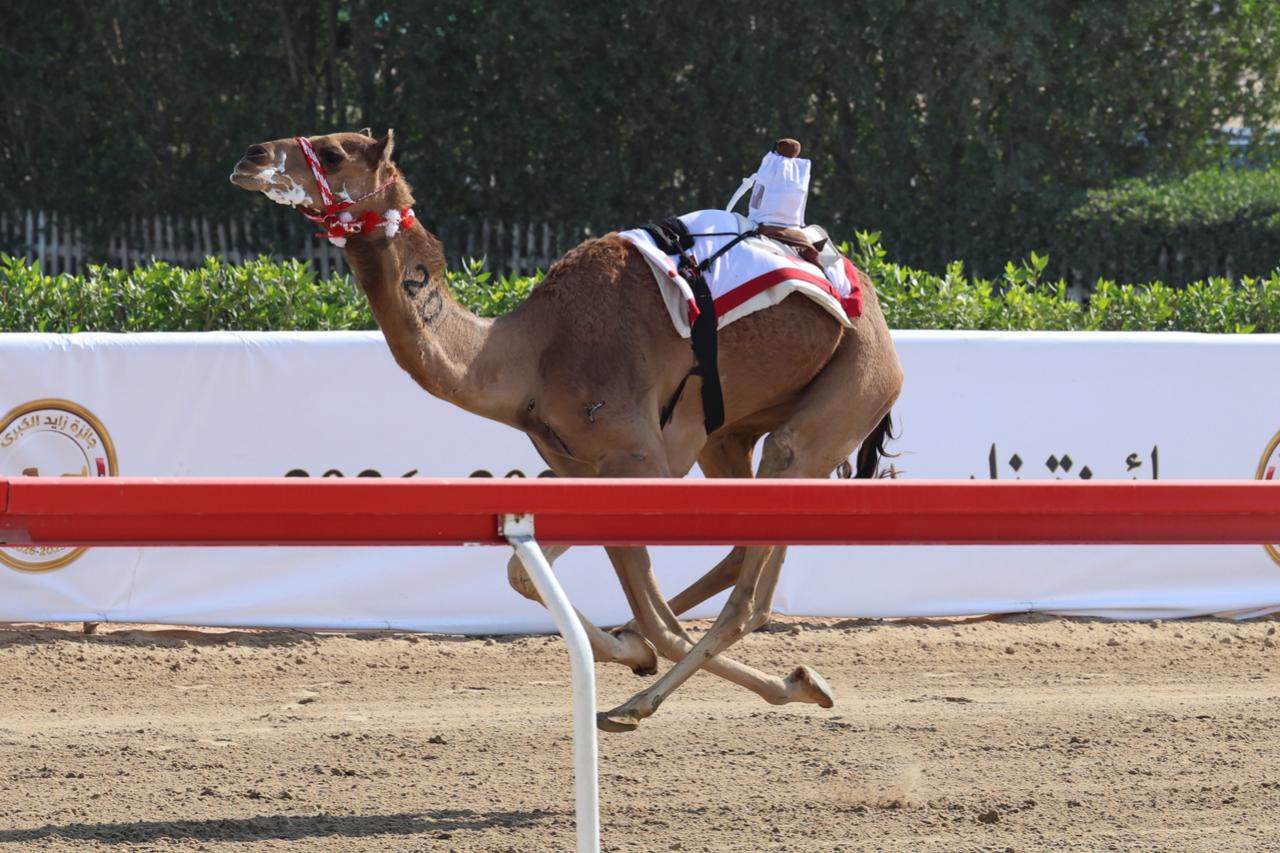 سعفــه تهدي شعار اليبهوني الظاهري كأس الإيذاع في مهرجان جائزة زايد الكبرى بالوثبة