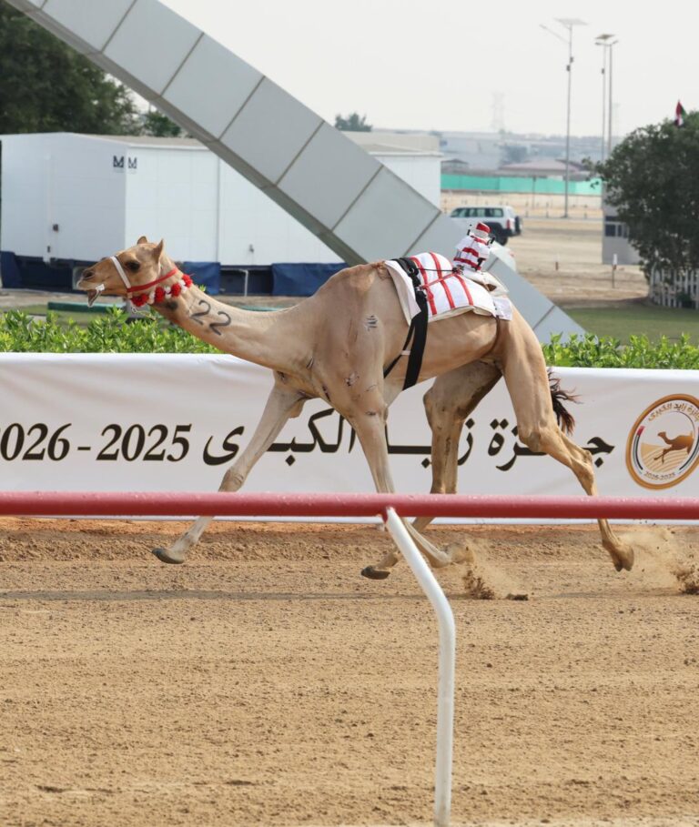 الهده والظبي ورحاب يتألقون في ميدان الوثبة… منافسات قوية في الحول والزمول بمهرجان جائزة زايد الكبرى 2025