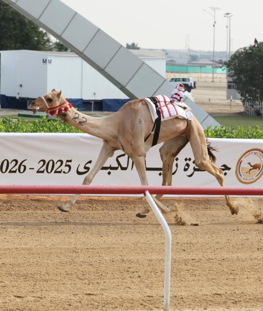 الهده والظبي ورحاب يتألقون في ميدان الوثبة… منافسات قوية في الحول والزمول بمهرجان جائزة زايد الكبرى 2025
