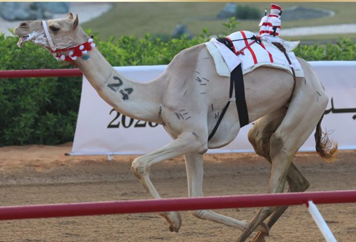 نتائج أشواط الحول والزمول صباح سابع أيام مهرجان جائزة زايد الكبرى 2025