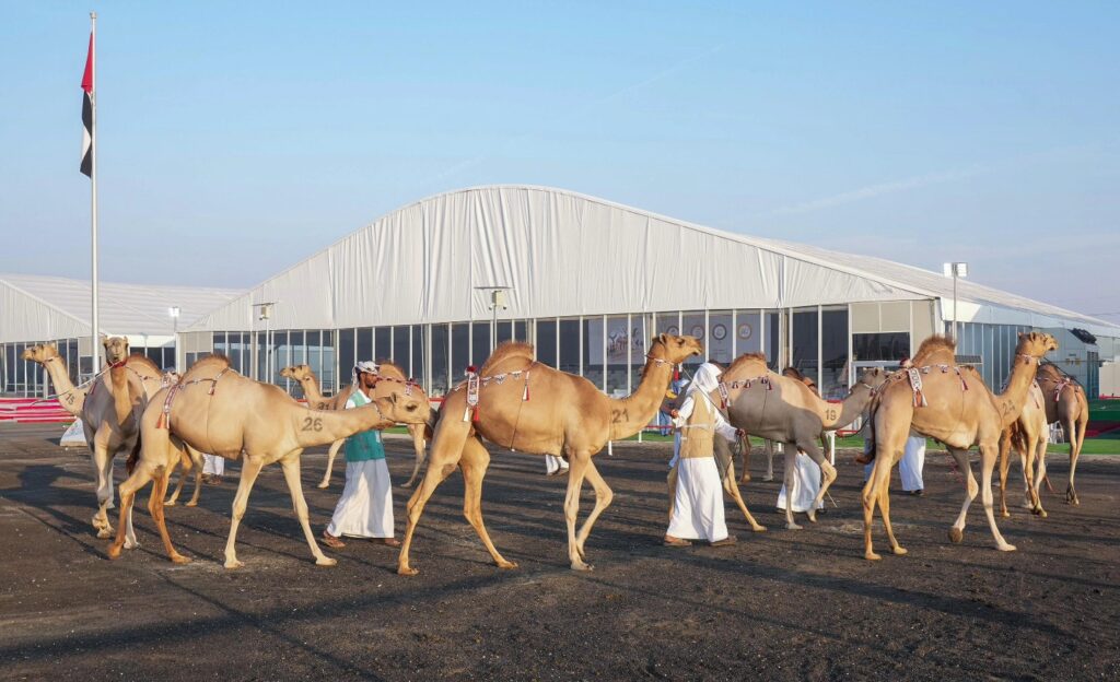 مشاهد من حكايات "مزاينة رزين"… التراث يحيا والماضي يُروى