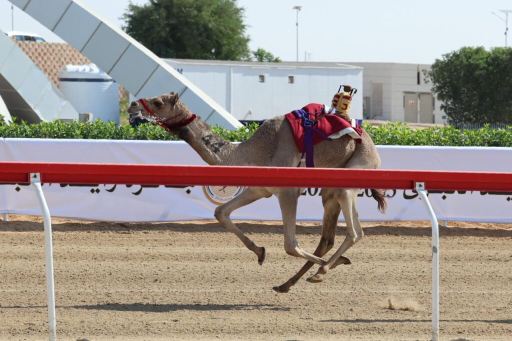 بالطير العامرى بعد تتويج “عنّابة”: دعم الشيوخ سرّ تميز الهجن وشرف لنا المشاركة في جائزة زايد
