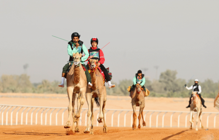 12 مطيّة تتأهل إلى نهائي الهجن بمنافسات ألعاب التضامن الإسلامي «الرياض 2025»