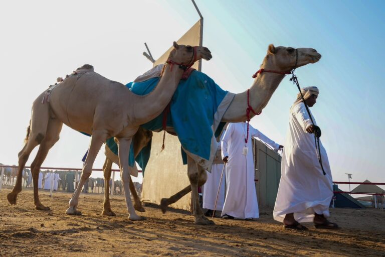 مشاركون في مزاينة رزين: نتنافس في أجواء محبة وتراث عريق بدعم القيادة الرشيدة