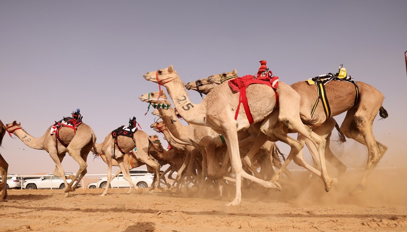 إعلان مواعيد سباقات الهجن في مهرجان ليوا الدولي 2026… منافسات تراثية بثلاثة ميادين في ديسمبر المقبل