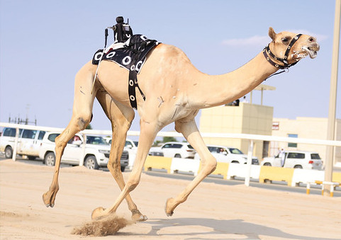 نتائج أشواط مهرجان المؤسس للهجن العربية الأصيلة في دولة قطر اليوم بالتفاصيل