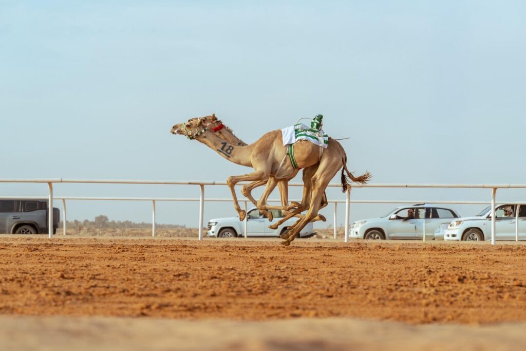 الهجن الخليجية تتنافس بقوة في كأس وزارة الرياضة للهجن 2025 على ميدان الجنادرية بالرياض