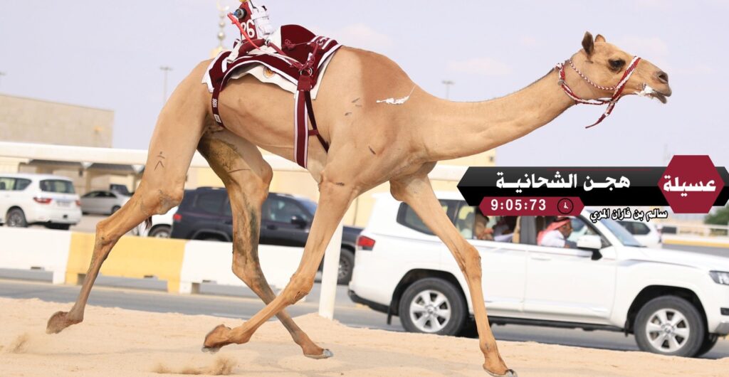 "عسلية" تتصدر أشواط الايذاع بسباق مهرجان المؤسس بقطر