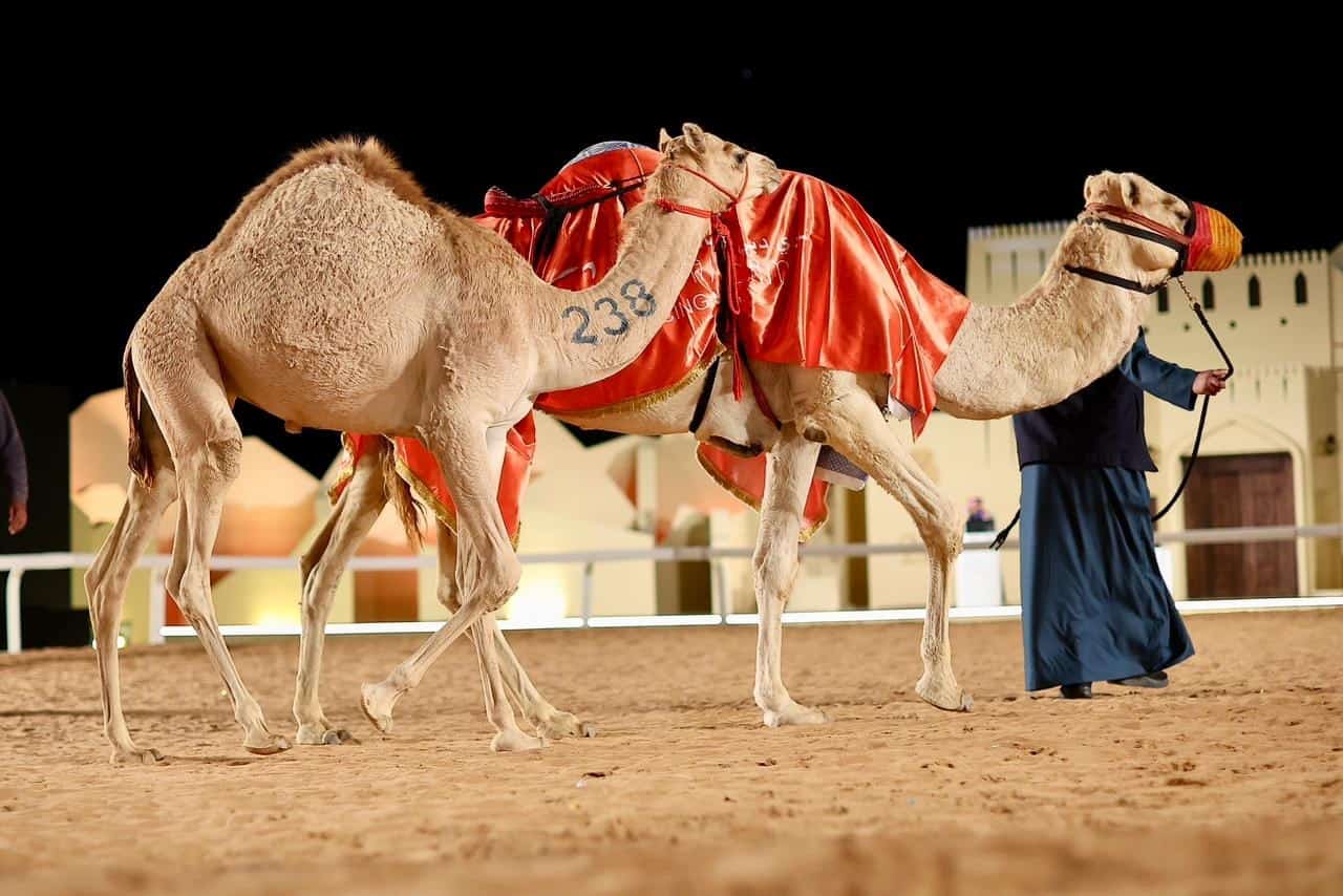 إنتاج «العاصفة» يخطف الأضواء في مزاد المرموم للإنتاج الشخصي