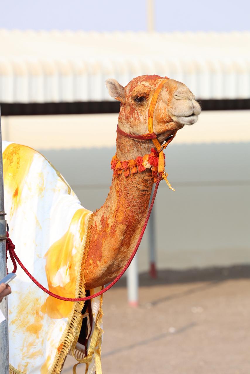 ننشر تفاصيل سيرة «مزدلّفة» صاحبة  السيف الذهبي لجائزة زايد الكبرى للهجن 2025 .. صور ومعلومات