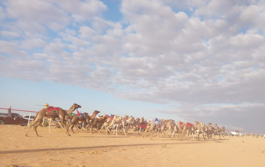بدعم الإمارات… سباق الهجن التنشيطي ينطلق من مضمار العلمين بمصر بمشاركة واسعة