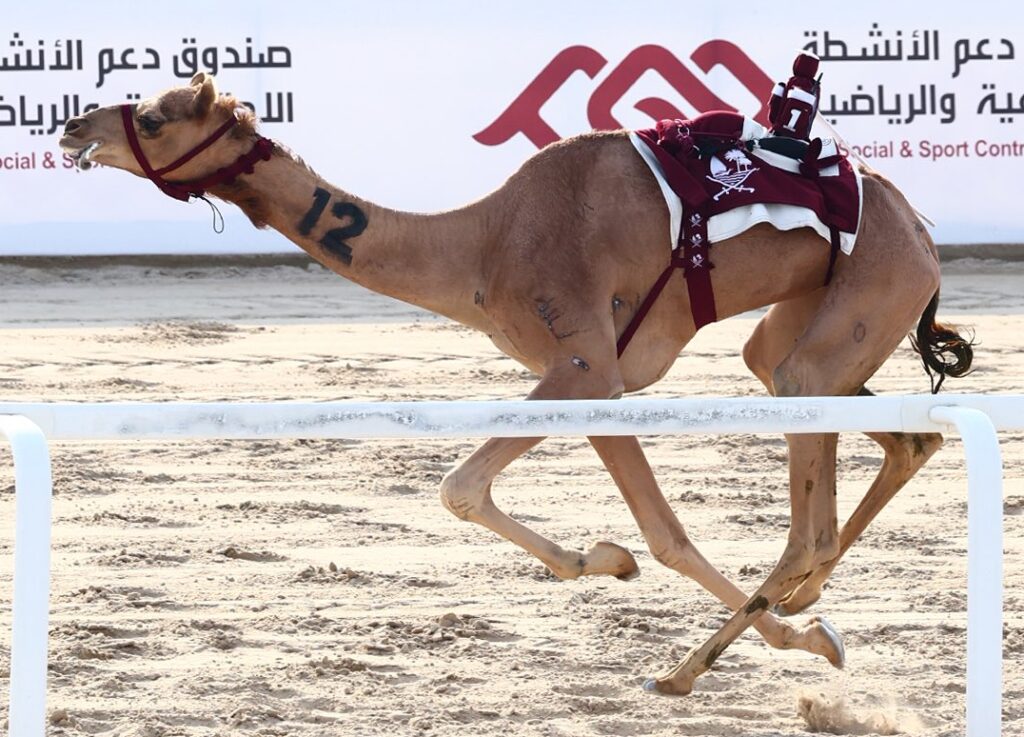 نتائج أشواط الثنايا العامة بمهرجان المؤسس على ارضية الشحانية