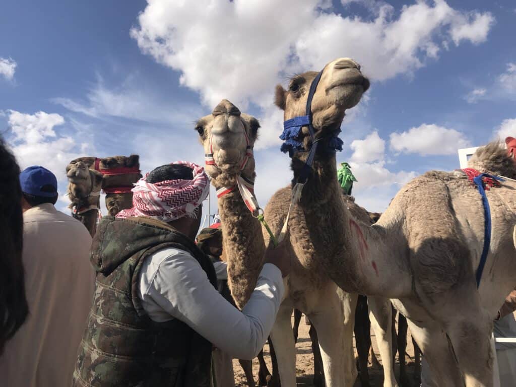 أشهرها غبشان وأشعيلان وصوغان : سلالات الإبل الأصايل في بادية سيناء… إرث تتوارثه الأجيال