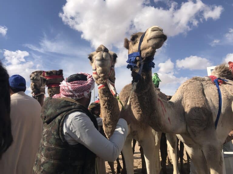  أشهرها غبشان وأشعيلان وصوغان : سلالات الإبل الأصايل في بادية سيناء… إرث تتوارثه الأجيال