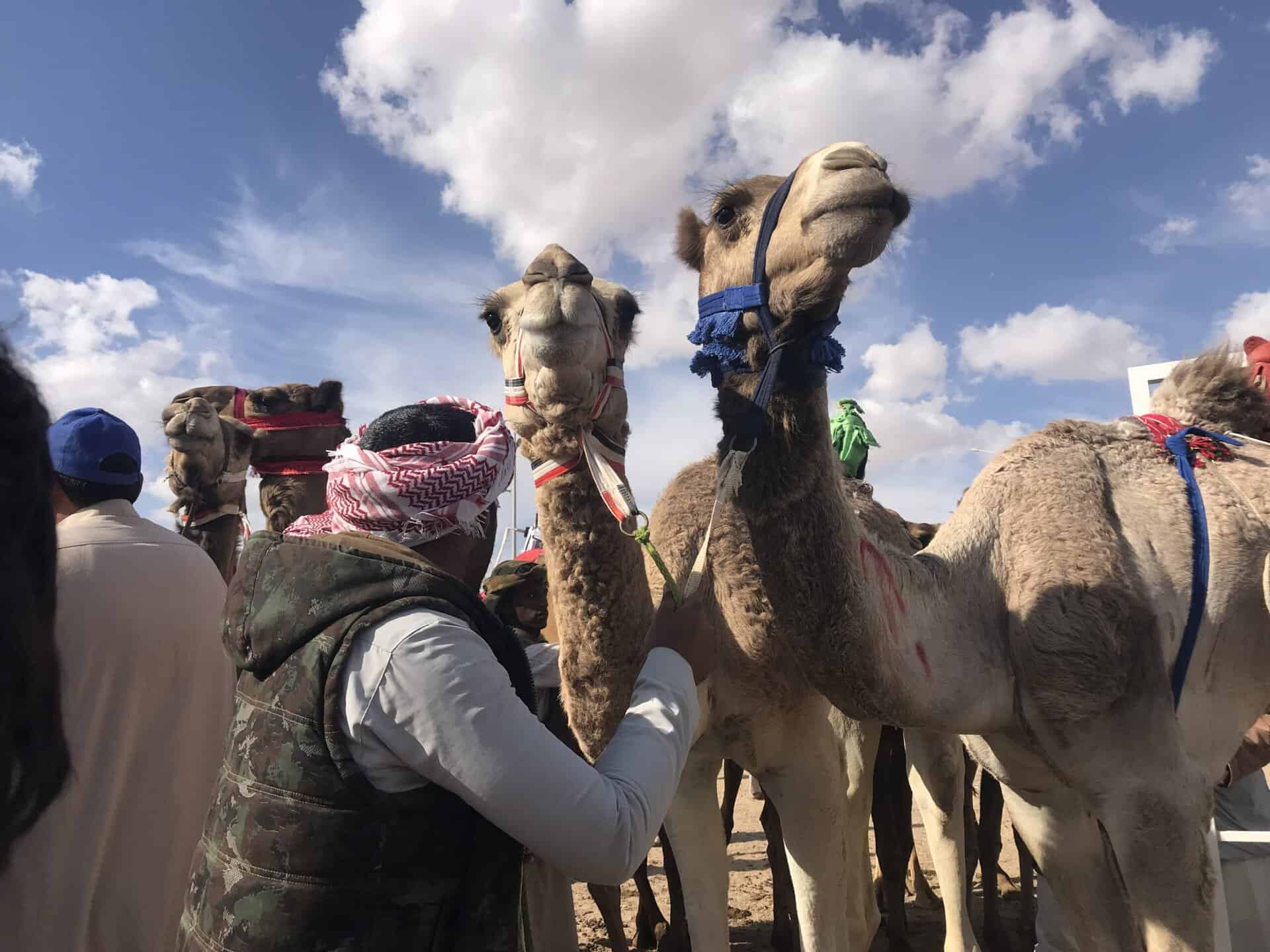  أشهرها غبشان وأشعيلان وصوغان : سلالات الإبل الأصايل في بادية سيناء… إرث تتوارثه الأجيال