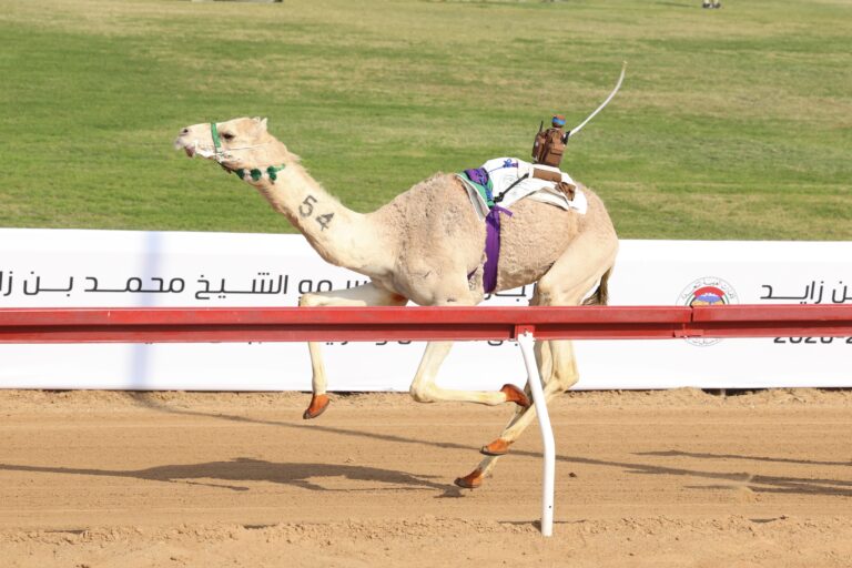 سباق مهرجان صاحب السمو الشيخ محمد بن زايد 2025 : "هماليل "تقتنص الكأس و"بدران" البدنقية فى أشواط الحقايق بدون دم