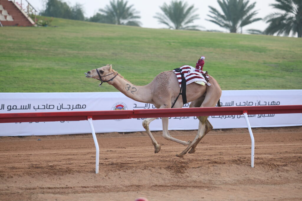 مهرجان صاحب السمو الشيخ محمد بن زايد 2025 .. نتائج أشواط الايذاع