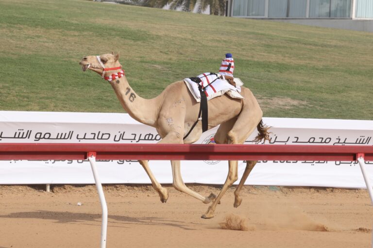 “بهجة” و”الخفجي” يحصدان كأس وبندقية “الثنايا” في مهرجان محمد بن زايد لسباقات الهجن