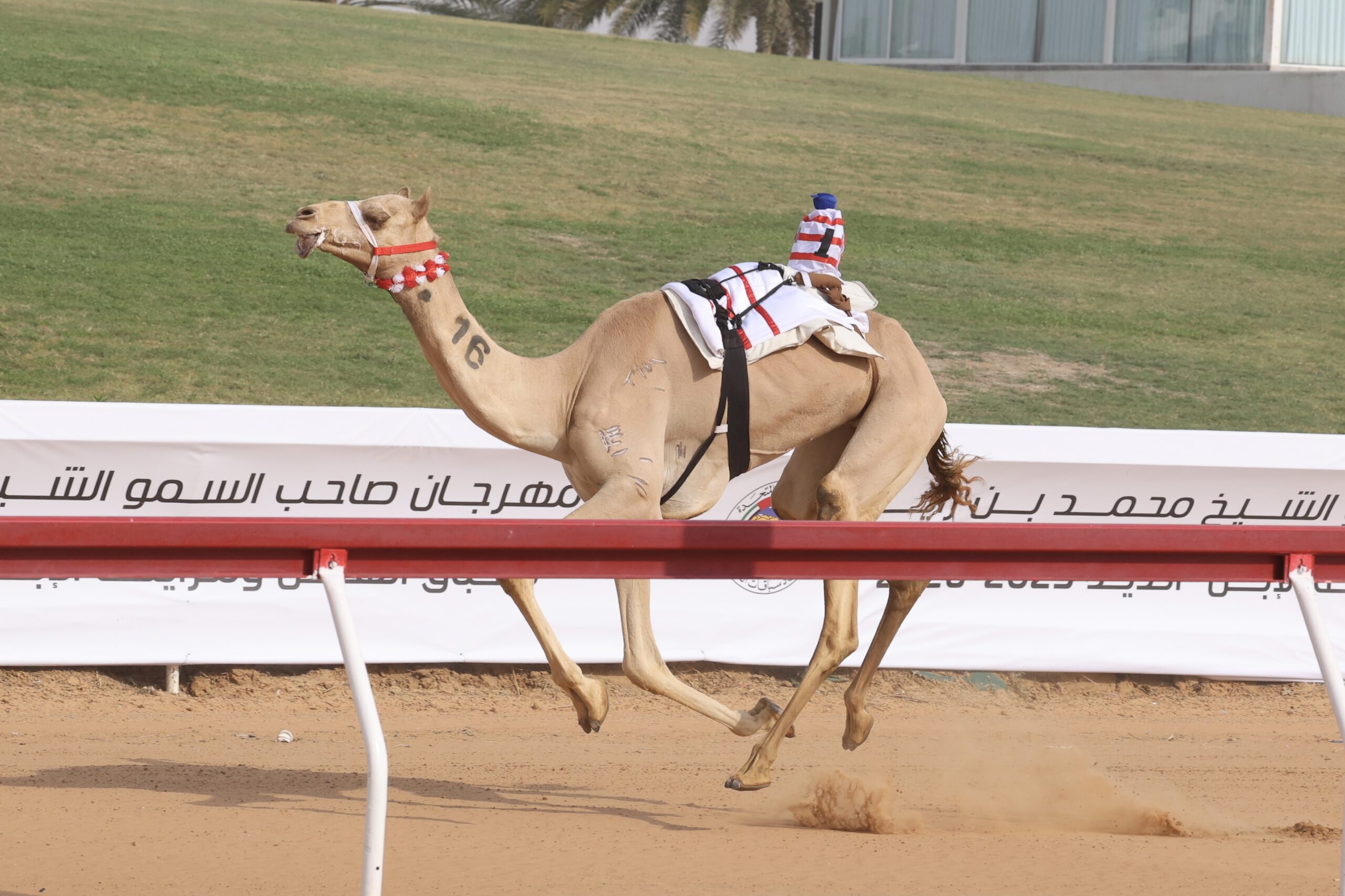 “بهجة” و”الخفجي” يحصدان كأس وبندقية “الثنايا” في مهرجان محمد بن زايد لسباقات الهجن