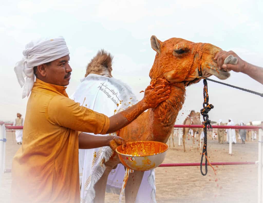 تتويج مزاينة المفاريد في مهرجان محمد بن زايد لسباقات الهجن ومزاينة الإبل