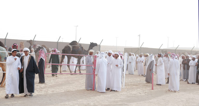 نخبة ملاك الإبل يحصدون الصدارة في أشواط المفاريد بمزاينة مدينة زايد