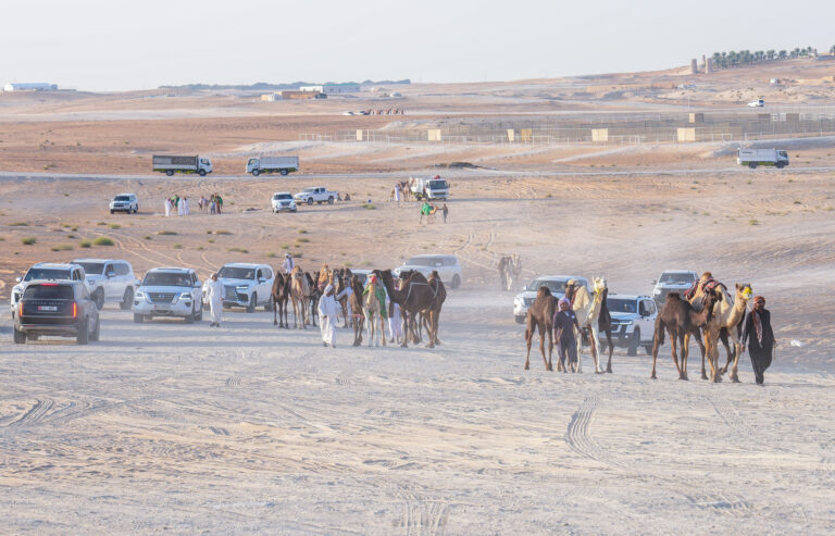 انطلاق «مزاينة مدينة زايد» المحطة الثالثة في مهرجان الظفرة