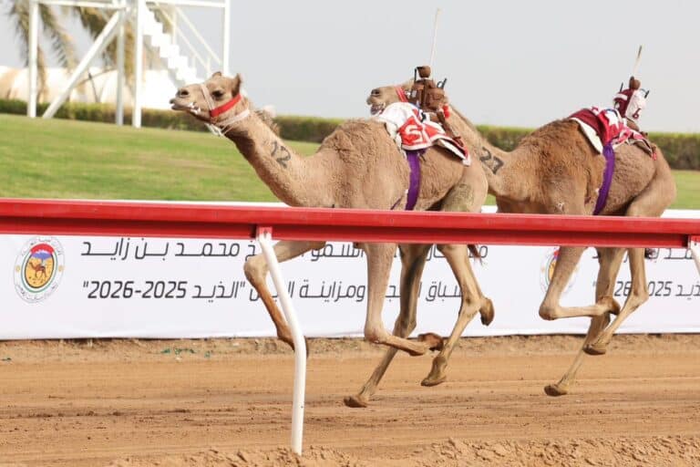 رموز سباق مهرجان صاحب السمو الشيخ محمد بن زايد 2025: الكأس لـ"غلا" و البندقية لـ"الغزال" في منافسات الحقايق