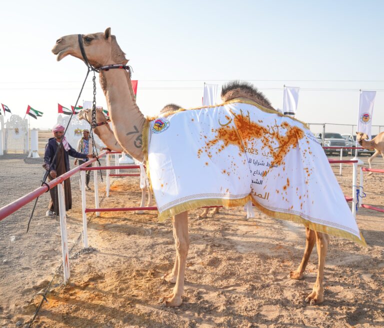 تتويج الفائزين بمزاينة الإيذاع في مهرجان محمد بن زايد لسباقات الهجن ومزاينة الإبل