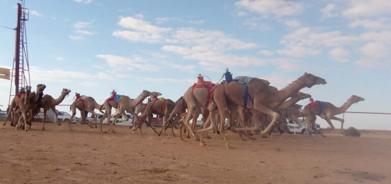 ختام مميز لسباق الهجن التنشيطي بالعلمين في مصر برعاية ودعم إماراتي