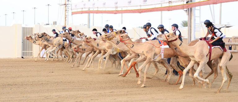 انطلاقة تراثية كبرى لمهرجان المؤسس للهجن العربية الأصيلة في قطر