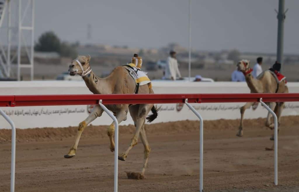 مهرجان محمد بن زايد لسباقات الهجن ومزاينة الإبل «الذيد 2025–2026»… منصة وطنية لصون التراث وتعزيز التنافس