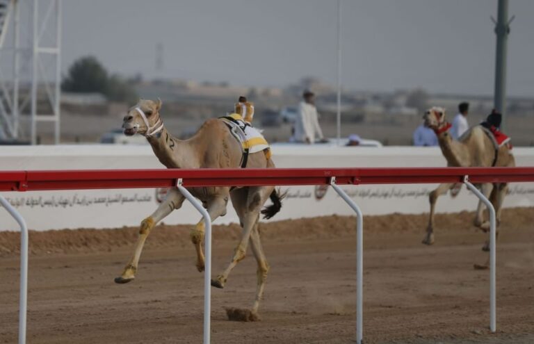 مهرجان محمد بن زايد لسباقات الهجن ومزاينة الإبل "الذيد" ينطلق 24 ديسمبر الجاري
