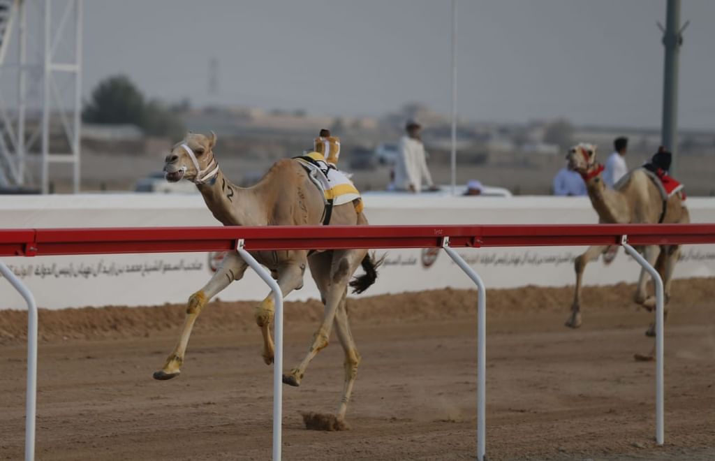 مهرجان محمد بن زايد لسباقات الهجن ومزاينة الإبل "الذيد" ينطلق 24 ديسمبر الجاري