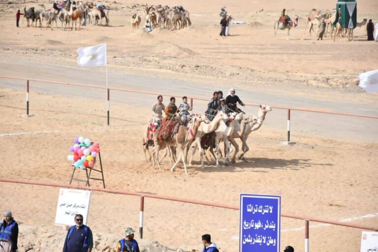الإبل تسجل حضورها بقوة في مهرجان الوادي الجديد الأول للرياضات التراثية والفنون بمصر