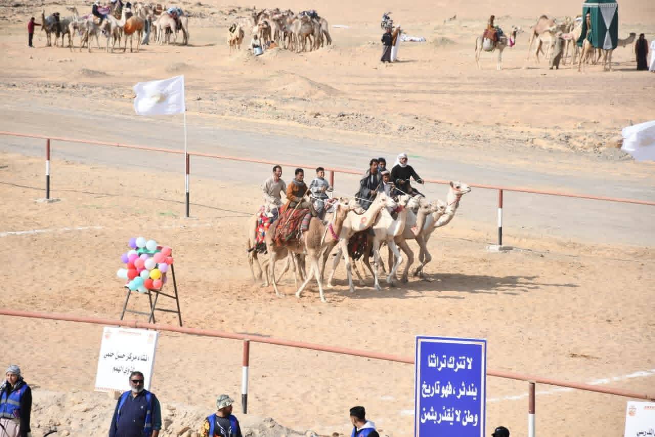 الإبل تسجل حضورها بقوة في مهرجان الوادي الجديد الأول للرياضات التراثية والفنون بمصر