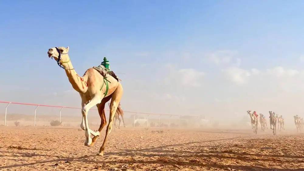 غدا انطلاق النسخة الخامسة عشرة من مهرجان صاحب السمو الشيخ محمد بن زايد آل نهيان لسباقات الهجن ومزاينة الإبل