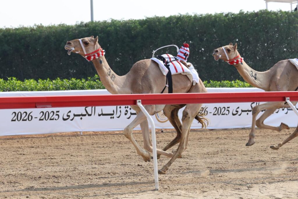 مزدلفة تخطف السيف الذهبي… وشعار ابن حماد يعتلي قمة ختام جائزة زايد الكبرى للهجن 2025