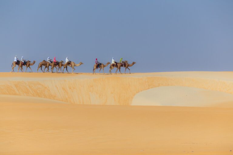 رحلة الهجن تشق طريقها عبر صحراء الإمارات في نسخة استثنائية تحمل ذاكرة الأجداد وتستحضر روح الدرب القديم