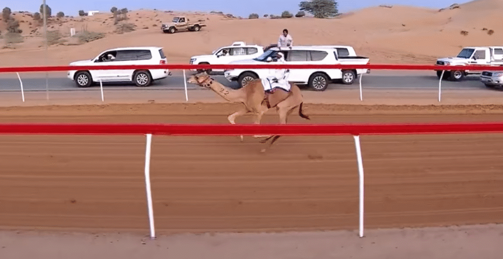 زعفرانة ونمران ينتزعان خنجر أشواط اللقايا في مهرجان أم القيوين