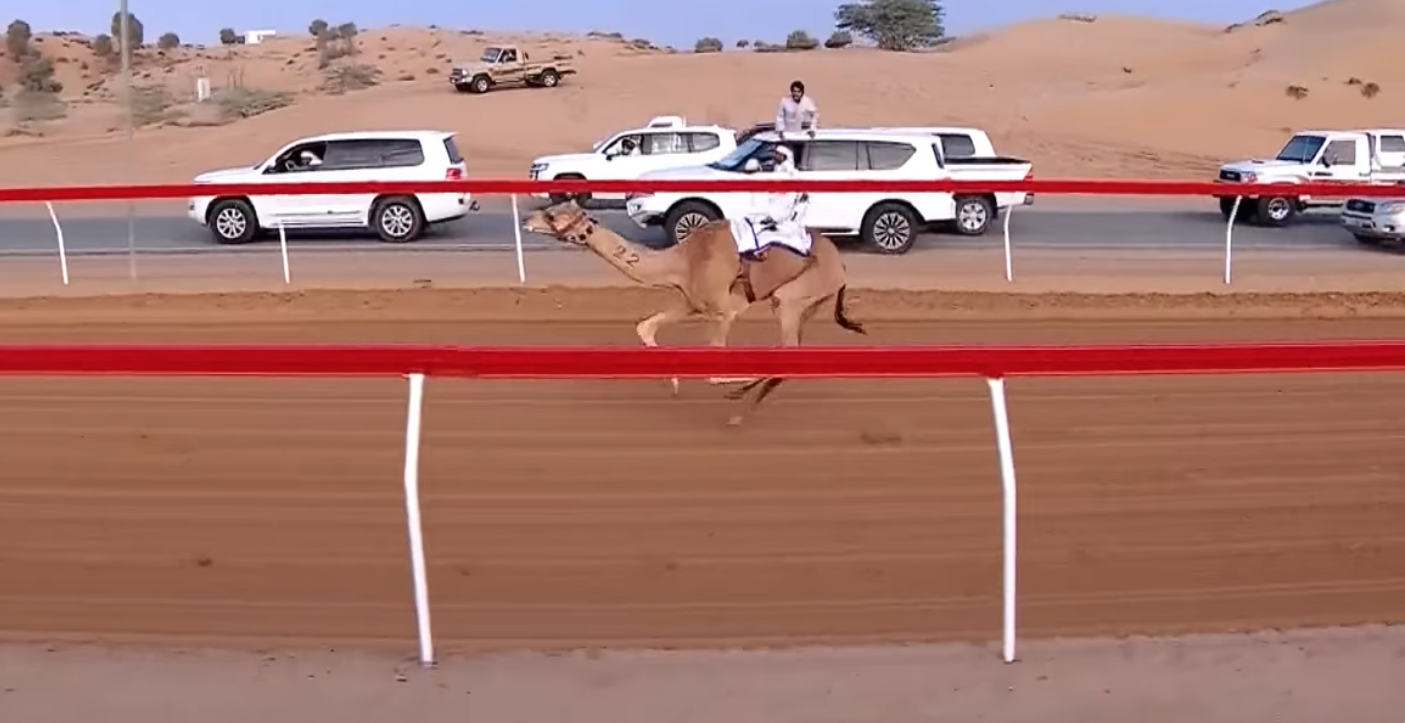 زعفرانة ونمران ينتزعان خنجر أشواط اللقايا في مهرجان أم القيوين