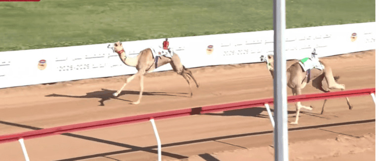 بأشواط سنّ الحقايق… انطلاق مهرجان صاحب السمو الشيخ محمد بن زايد 2025 في ميدان الذيد